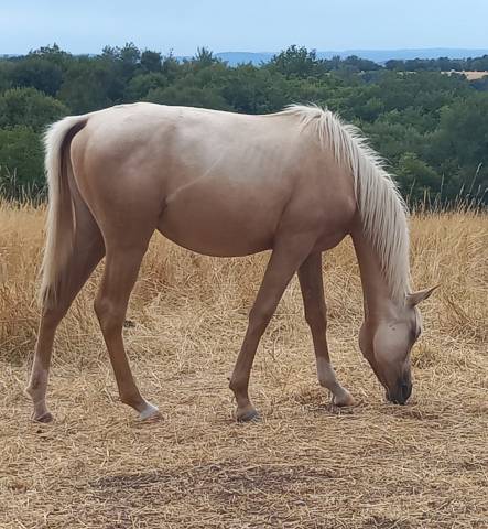 Pouliche dsa palomino