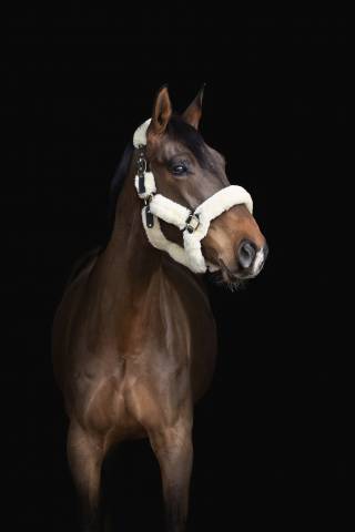 Hongre de 8 ans à louer