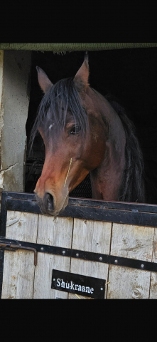 Fadyl del mar : disponible à la vente psar