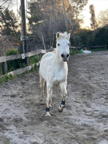 Cherche dp pour gentille ponette camarguaise