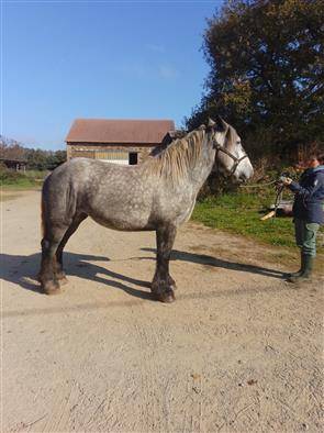 Pouliche 4 ans oc trait