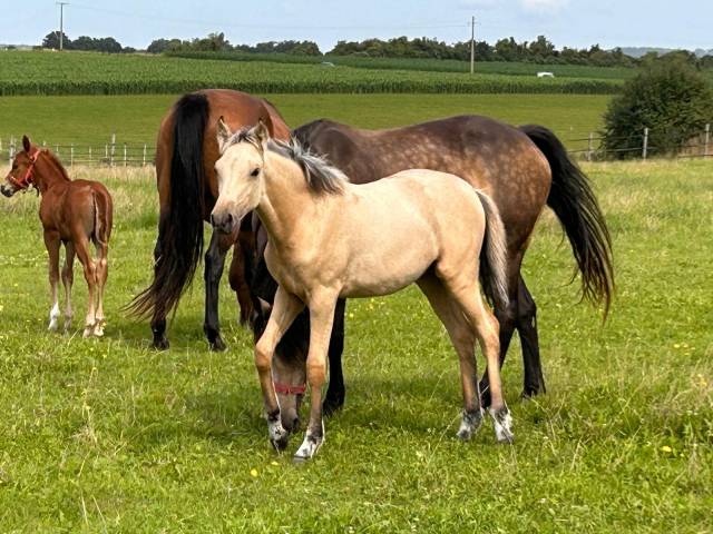 Vends pouliche pandora des sires, pfs isabelle pour cso