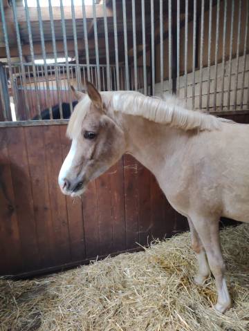 Noreo du listrane : étalon dsa palomino