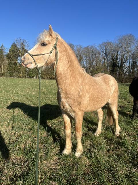 Nobélium du krystal : saillie étalon welsh