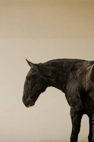 Magnifique pouliche lusitanienne