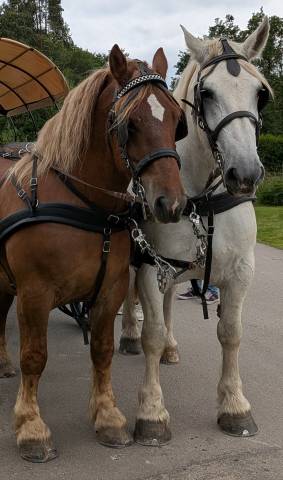 2 chevaux percherons