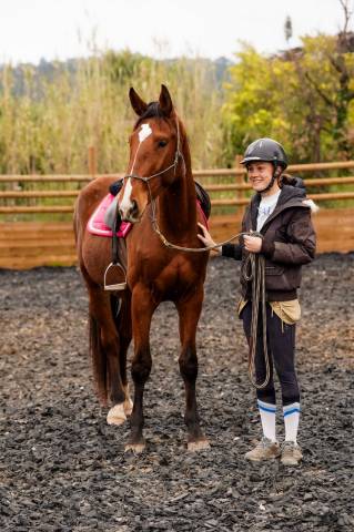 à vendre napoléon de l’automne - hongre sf - 3 ans