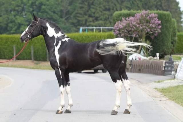 Lightning darco uk : lightning darco uk : cso dressage haut niveau