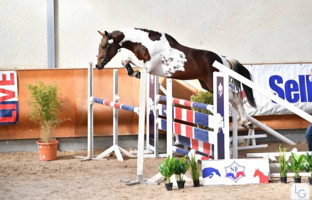 Idéal combe aux loups : idéal combe aux loups : saillie cso top origines