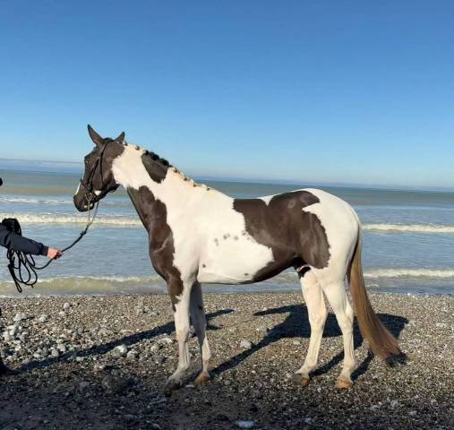 Linvictus d'enjoy : saillie etalon pie-noir homozygote