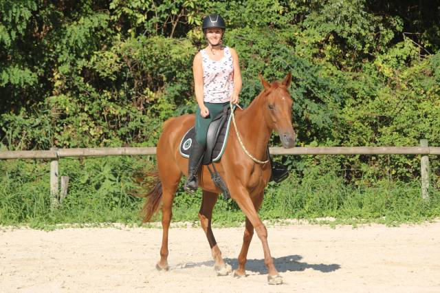 Demi-pension jument pur sang anglais 9 ans 1m60