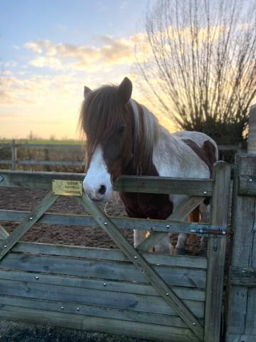 Vends gentil poney de loisirs onc 20 ans