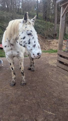 Appaloosa leopard pp idéal debutant