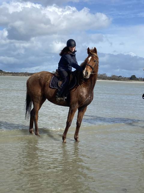 Demi-pension cheval aqps 10ans