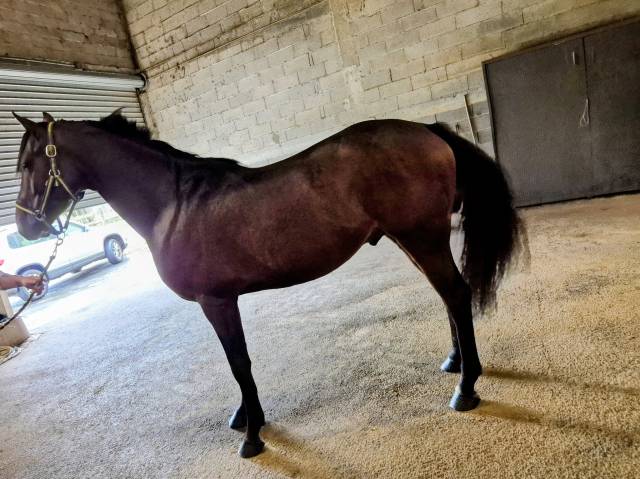 Emisko du cayrou - entier mâle bai 1,56m arabe