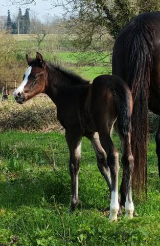 Pouliche appaloosa aphc