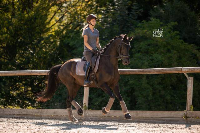 Jument - selle français - 6 ans - dressage - france
