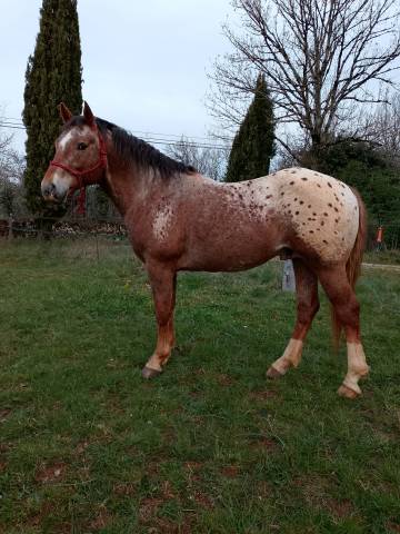 Etalon paint horse x appaloosa