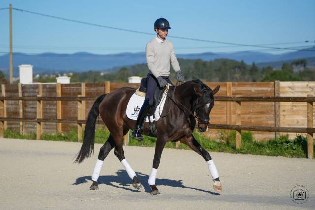 Jument - kwpn - 6 ans - dressage - france