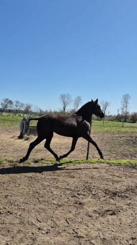 vente pouliche pure race espagnole