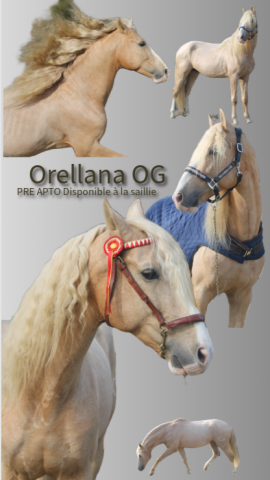 Orellana og : etalon pre apto palomino à la saillie