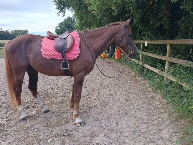 Dp ou tp selle français 1,68 dans écurie familiale