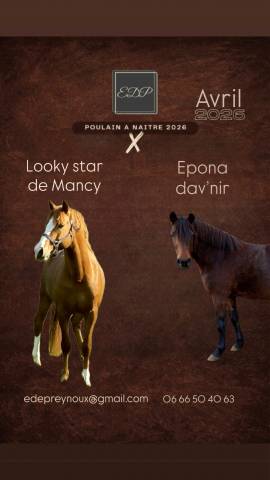 Poney français selle