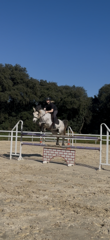 Poney de sport