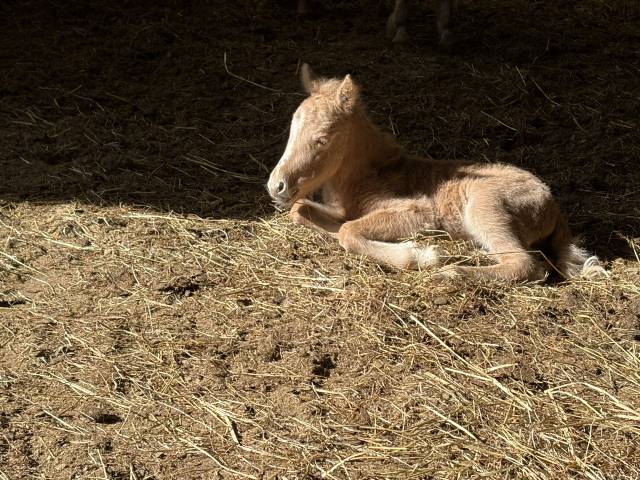 Qahwa – un poulain qui ne passe pas inaperçu