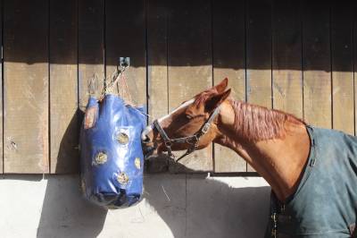 Sac à foin Horse Originals - Taille L - 12kg 