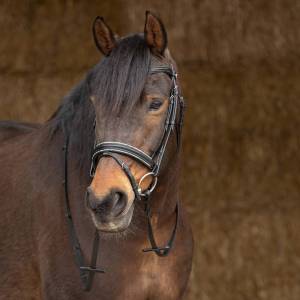 Bridon Sparkle - Harry's Horse