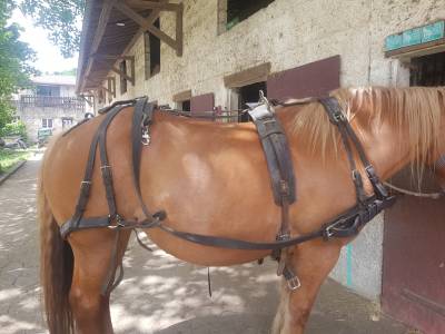 Harnais attelage cheval