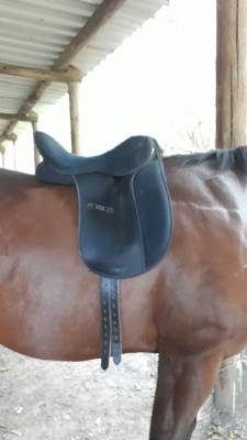 Selle Daslo dressage