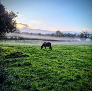 Écurie des Vergnes à Saint Révérend (Vendée – 85)