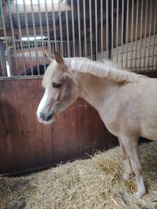 Étalon DSA Palomino