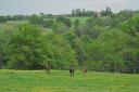 PENSION CHEVAUX 