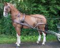 dressage a l attelage chevaux et poneys