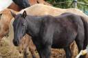 poulain quarter horse homozygote black