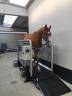 Tapis roulant Hippotrainer Plus - HIPPOCENTER