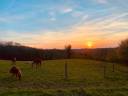 Pension - Élevage chevaux/poneys de sport 