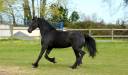 jument frison "ster" AA 6 ans 