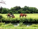 * Exclusivité Equestrian Immobilier - Propriété équestre Ain