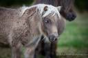 Superbe pouliche Shetland robe rare : Mushroom