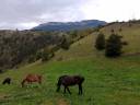 Pension chevaux, poneys 