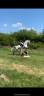 CHEVAL SF A VENDRE prix 4500 euros 