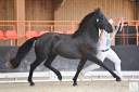 Arabofrison Champion Modele & Allure classe C/D  AFCAF