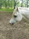 Eden de l’ambre Poneys  welsh. 1.30m très bien dressés