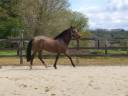 Cheval Pure Race Espagnol 4 ans