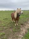 Saillie poney shetland 