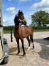 A vendre poney B